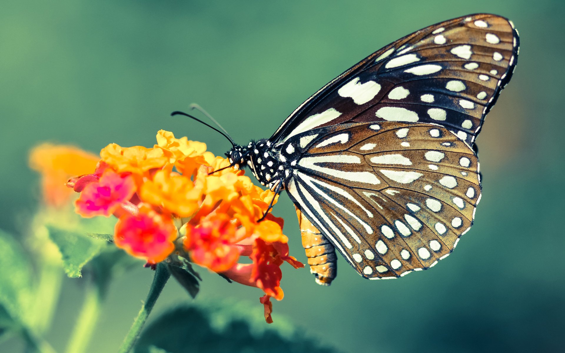 胜负之外,当桃田贤斗的肩膀扛起一个民族的期待