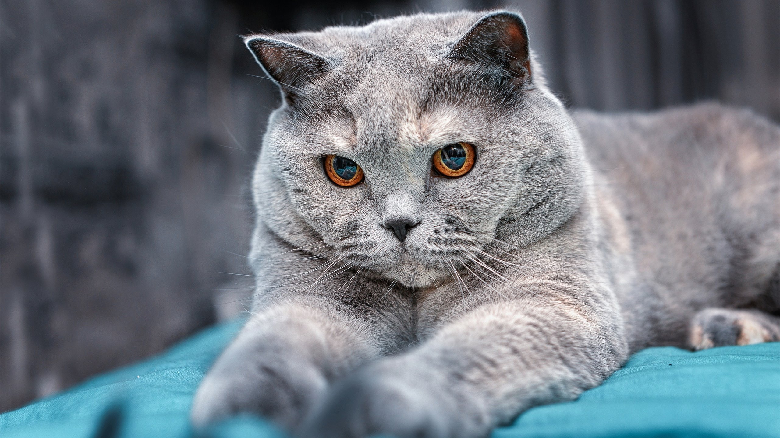 车轮下的谈判,哈斯如何在冰冷的战术中,让周冠宇点燃上海的天际线