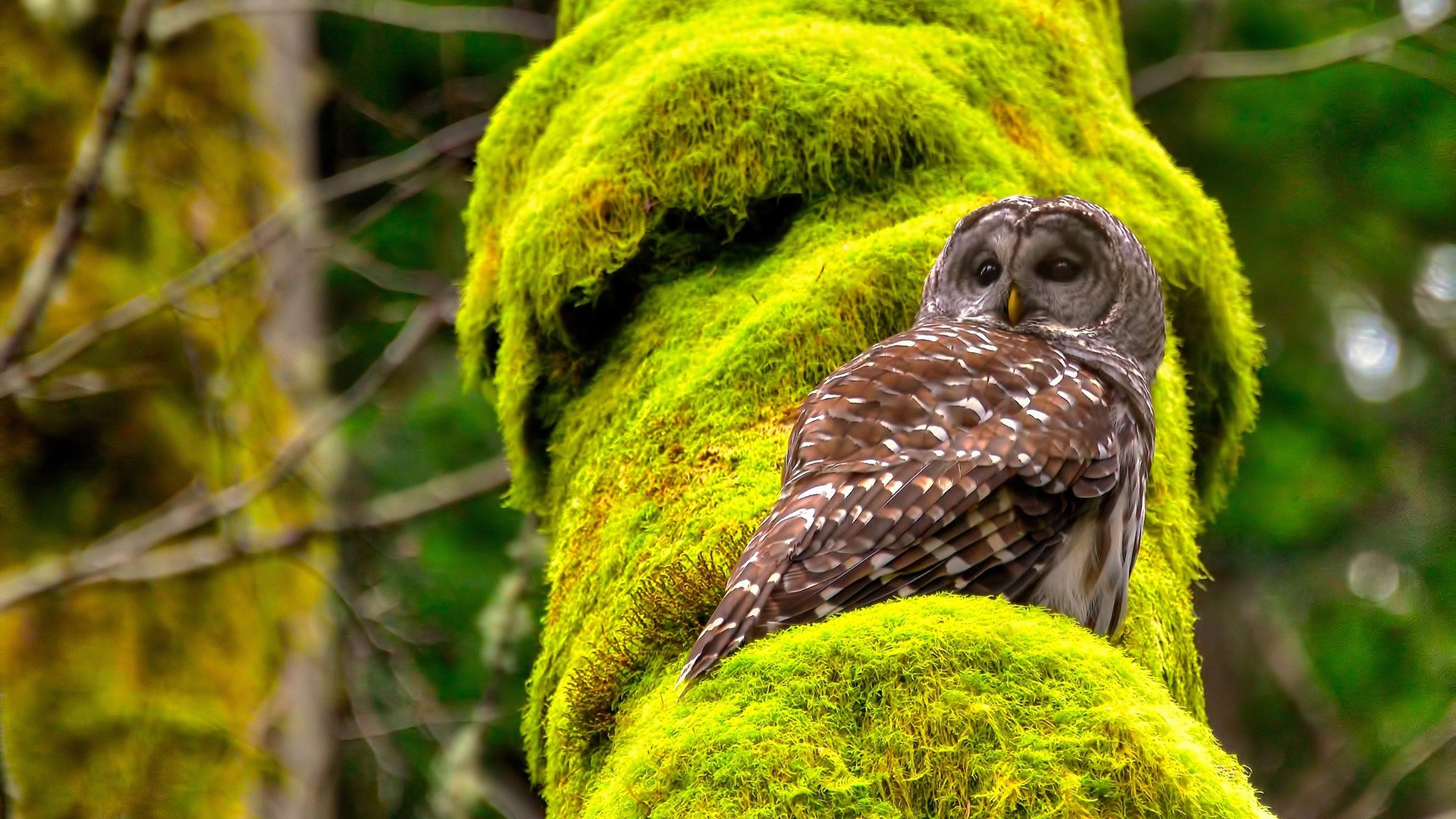 神龙摆尾,久保建英一射一传杀死悬念,亚洲之光闪耀德甲争冠夜