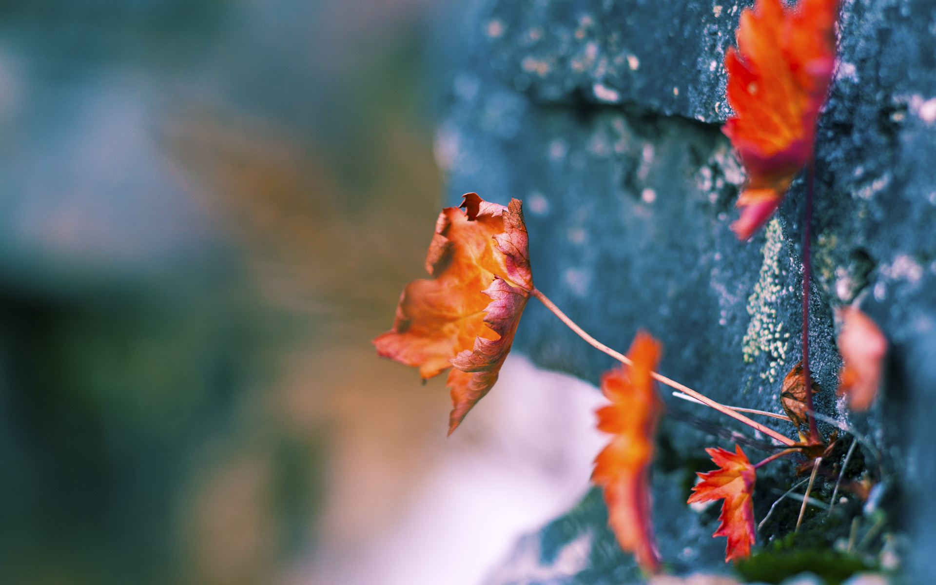 镜像之战，若日尼奥在平行宇宙的冰火对决中重写命运