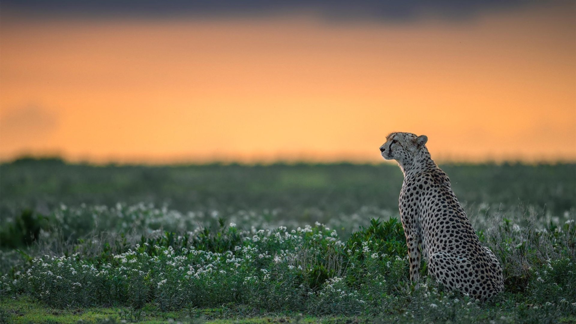 当天空蓝遇上天蓝色，友谊赛奇景，哈弗茨在乌拉圭式曼城面前闪耀完美艺术