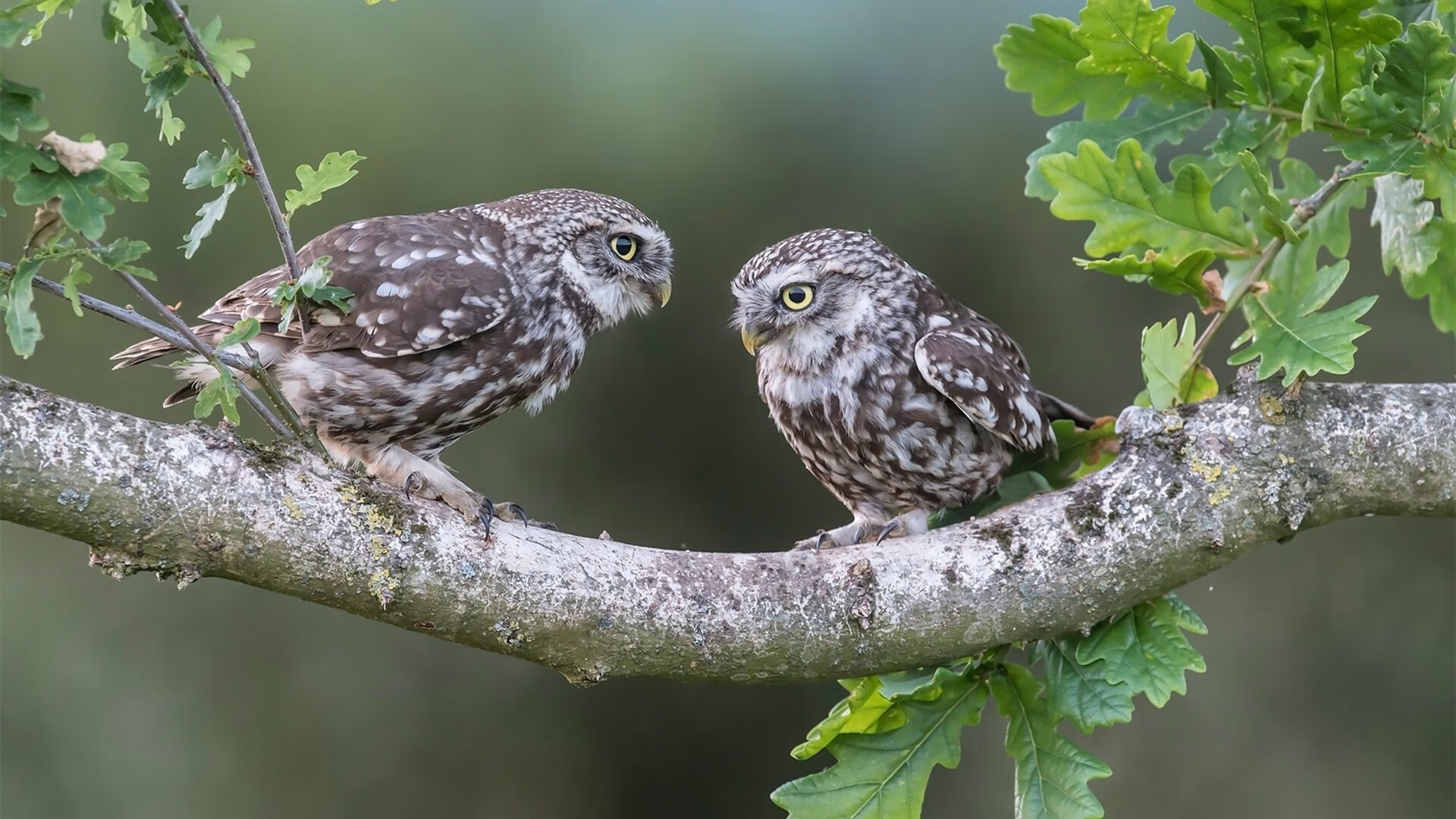 双重逆转，久保建英的救赎与切尔西的证明—压力如何淬炼非凡