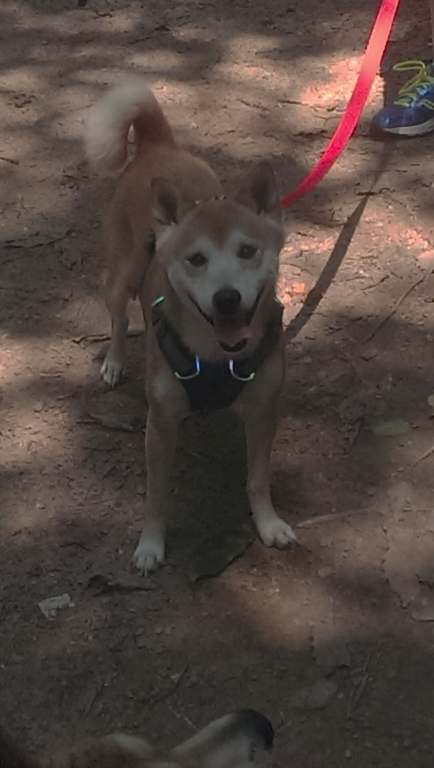 孤月照高楼，美加墨之夜，文班亚马于喧嚣中升起