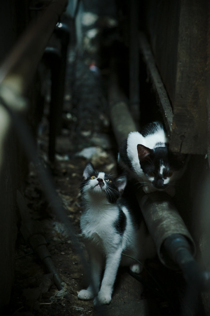 从红牛封锁到奥运突围，尼日利亚新星的命运之战