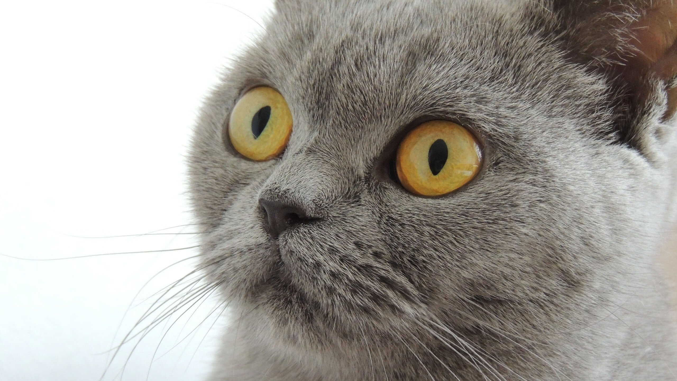 表盘之下，利拉德如何将抢七之夜化为个人意志的沙盘