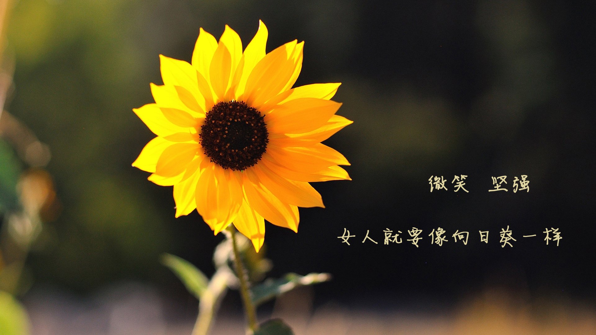 宿命的星轨,2026世界杯C组,莫德里奇以默契之光刺破喀麦隆防线